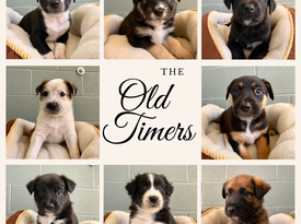Old Timers