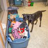 Panther and the toysIMG_7833-2.jpg