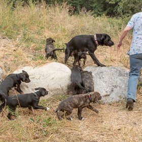 Pasha and Pups Play Outdoors