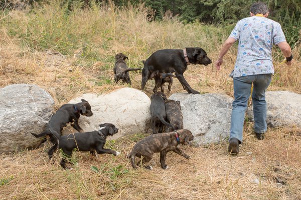 Pasha and Pups Play Outdoors