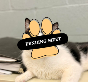 Pending Meet- Hector