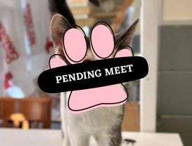 Pending Meet