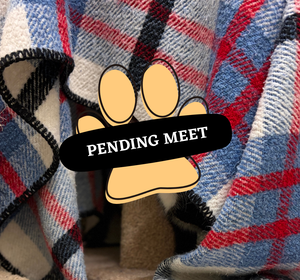 Pending Meet - baloo