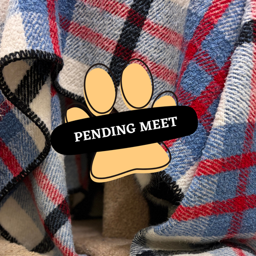 Pending Meet - baloo