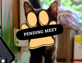 Pending Meet (10)