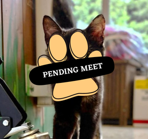Pending Meet (10)