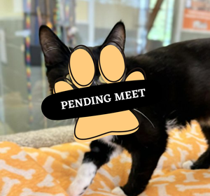 Pending Meet (11)