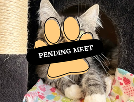 Pending Meet (13)