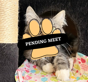 Pending Meet (13)
