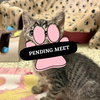 Pending Meet (14)