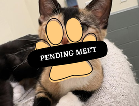 Pending Meet (14)
