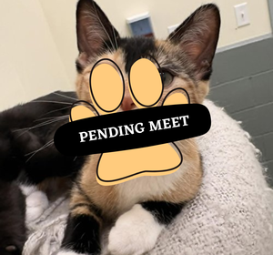 Pending Meet (14)