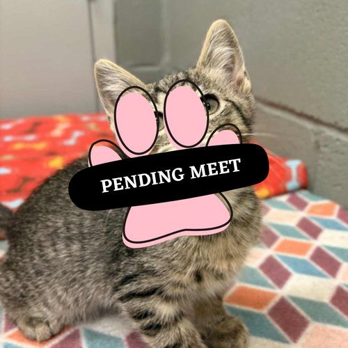 Pending Meet (15)