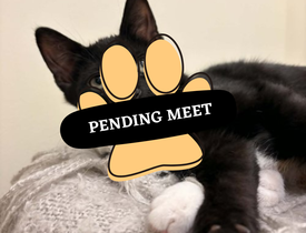 Pending Meet (15)