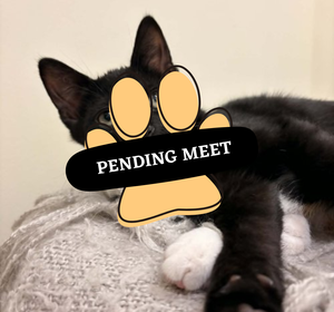 Pending Meet (15)