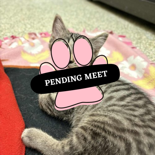Pending Meet (16)