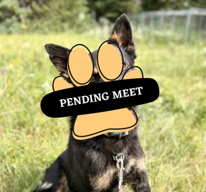 Pending Meet (16)