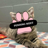Pending Meet (17)
