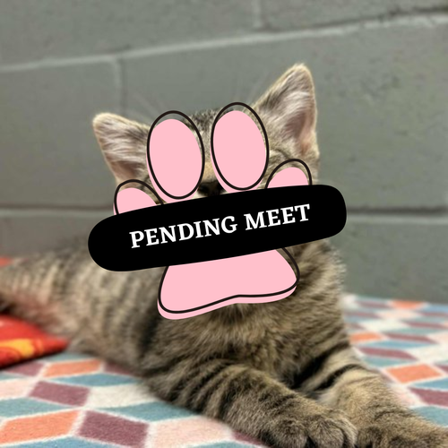 Pending Meet (17)