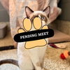 Pending Meet (17)