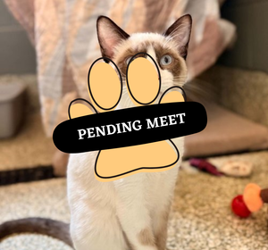 Pending Meet (17)