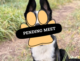 Pending Meet (19)