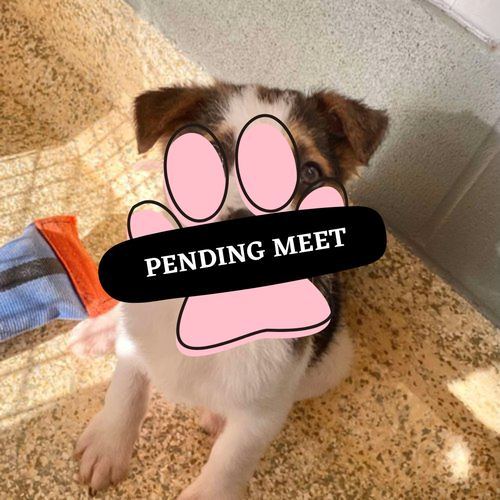 Pending Meet (2)