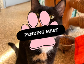 Pending Meet (20)