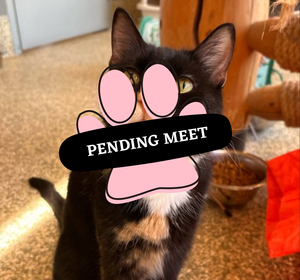 Pending Meet (20)