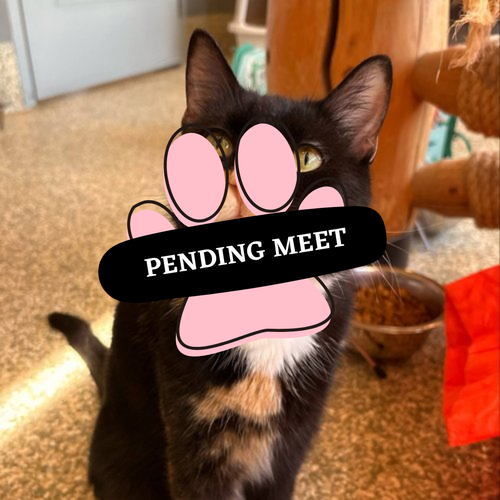 Pending Meet (20)