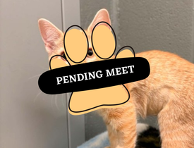 Pending Meet (20)