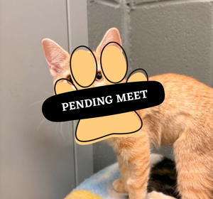 Pending Meet (20)