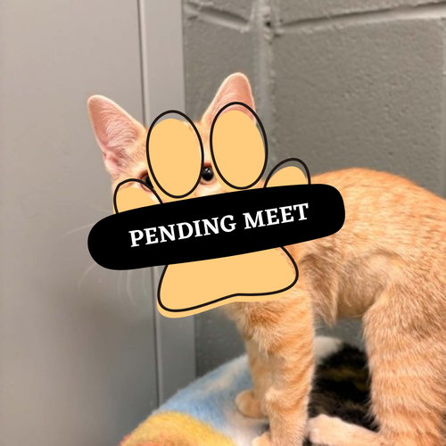 Pending Meet (20)
