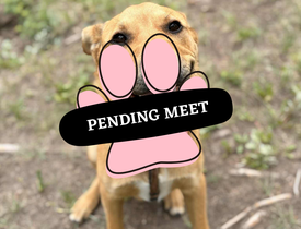 Pending Meet (21)