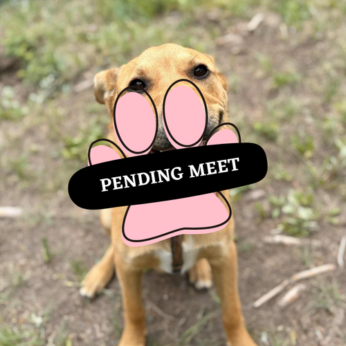 Pending Meet (21)