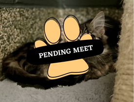 Pending Meet (21)