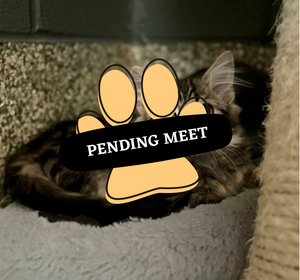 Pending Meet (21)