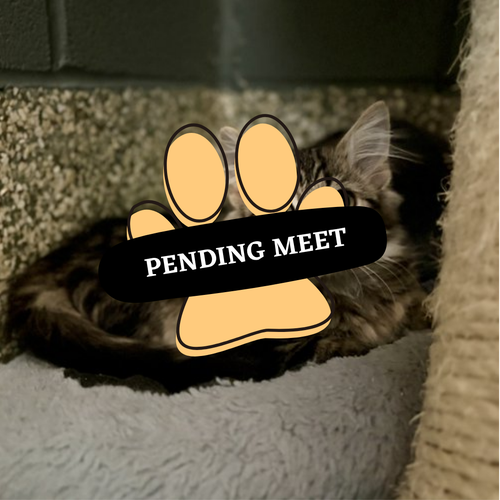 Pending Meet (21)