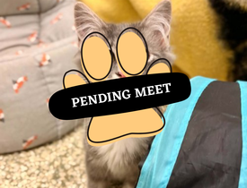Pending Meet (22)