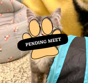 Pending Meet (22)