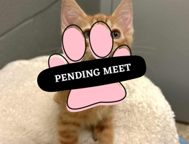Pending Meet (23)