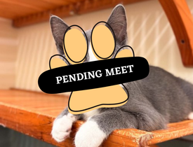 Pending Meet (23)