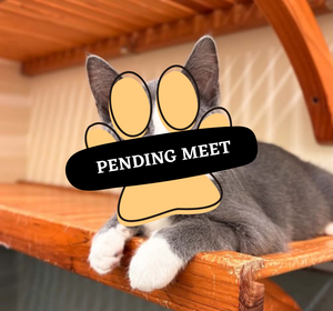 Pending Meet (23)