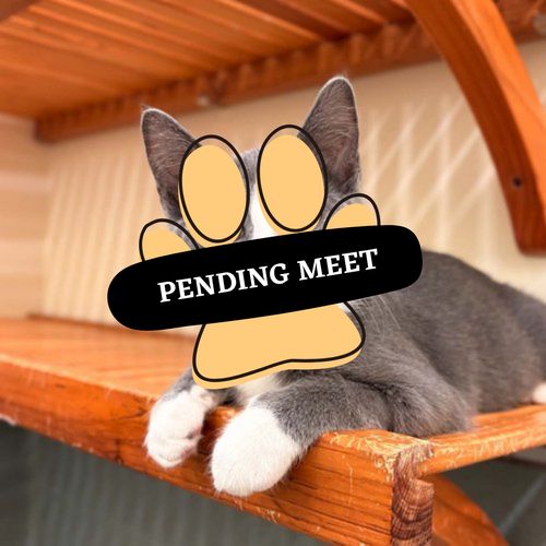 Pending Meet (23)