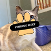 Pending Meet (24)