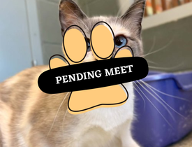 Pending Meet (24)