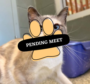Pending Meet (24)