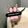Pending Meet (25)