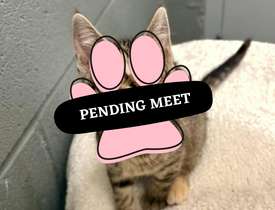 Pending Meet (25)