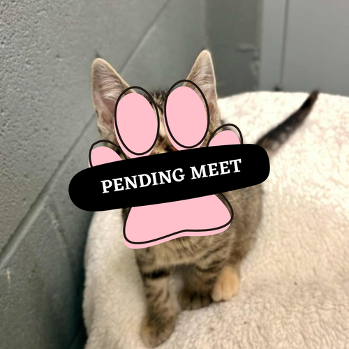 Pending Meet (25)
